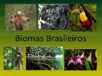 Biomas do planeta e biomas brasileiros (II)